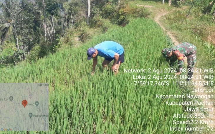 Babinsa Koramil 0801/05 Nawangan Beri Pendampingan Hanpangan
