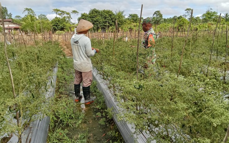 Koptu Kumiyu Terus Memberi Motivasi Para Petani Binaan Dalam Setiap Kegiatan Komsosnya