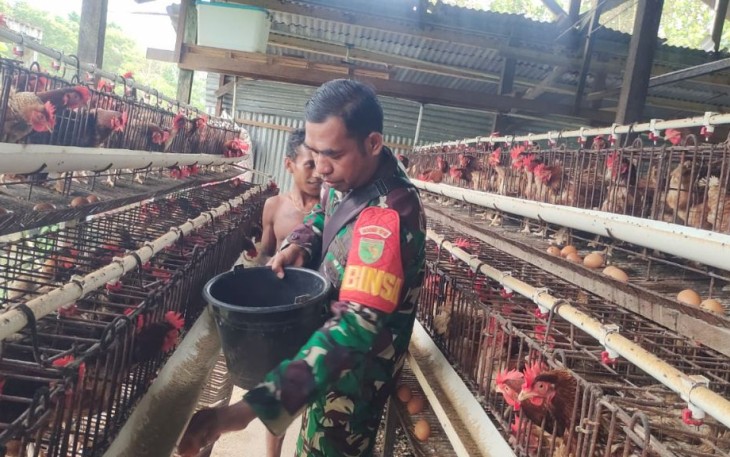 Babinsa Koramil 1710-02/Timika Motivasi Peternak Ayam di Wilayah Binaan