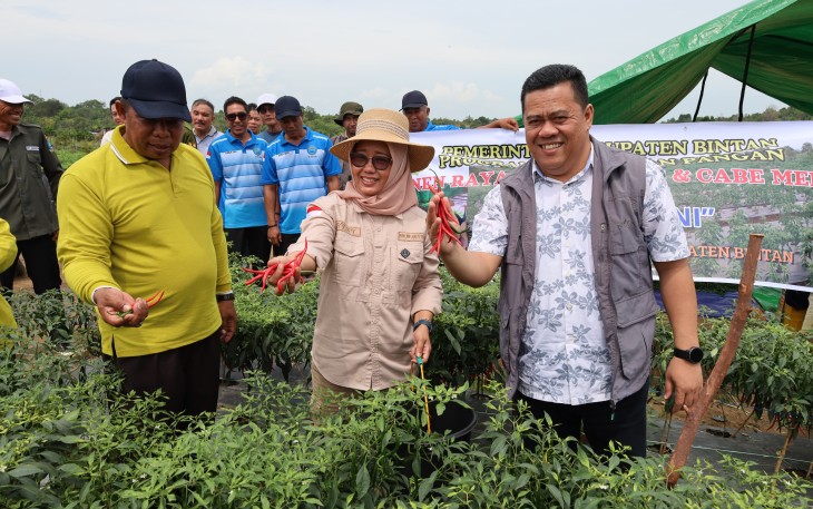 Bersama Kelompok Tani Sekda Bintan Panen Cabai