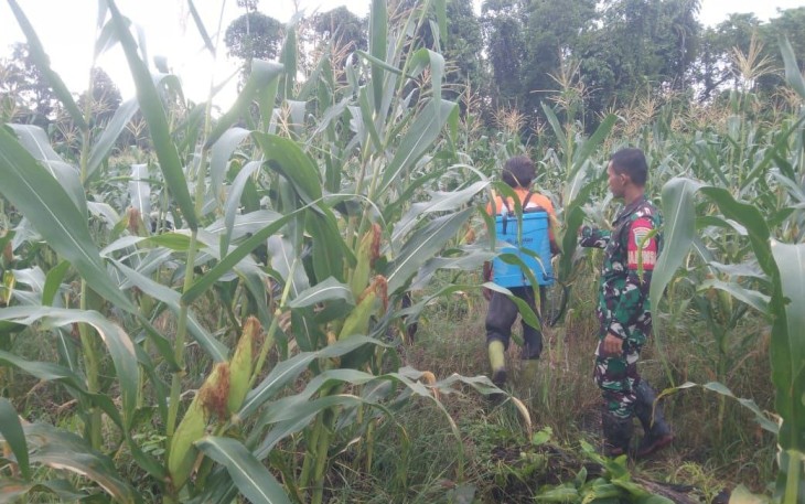 Babinsa Koramil Kuala Kencana Komsos Dengan Petani Jagung di Desa Binaan