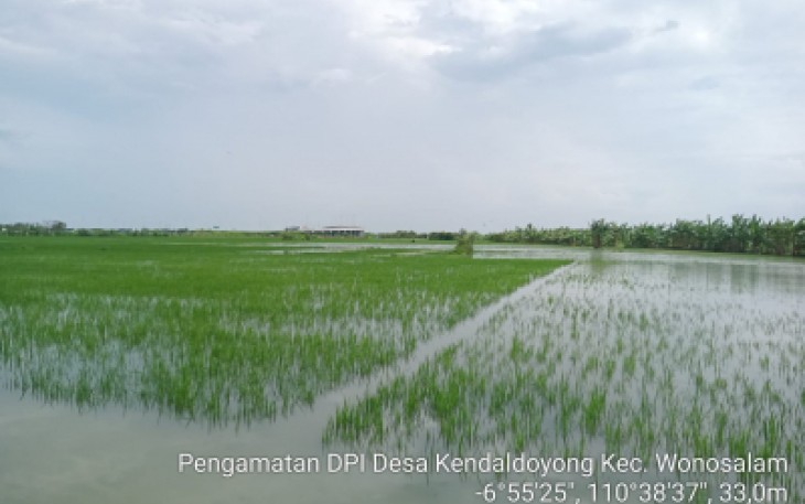 Banjir menggenangi areal persawahan