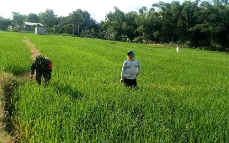 Siangi rumput persawahan warga binaan