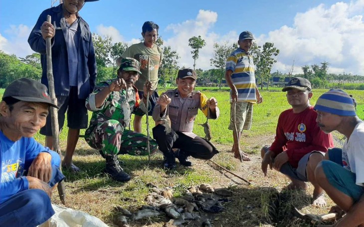 Gropyokan tikus di wilayah desa binaan, Jum'at (16/2)