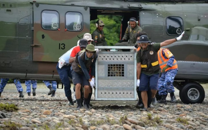 Helikopter Lanud Soewondo mendukung pelepasliaran 2 ekor harimau sumatera, Rabu (6/3)
