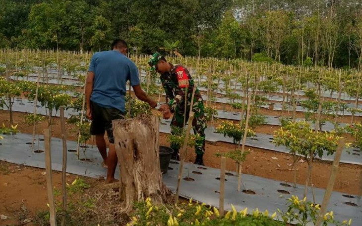 Bantu merawat tanaman cabe warga binaan
