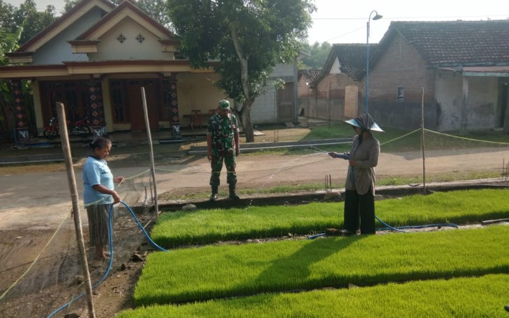 Penyemaian benih padi warga desa binaan 