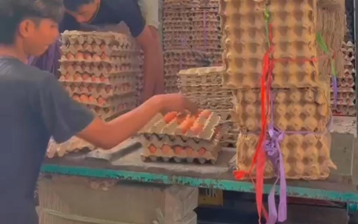 Petani Telur Saat Merapikan Telur Siap Jual