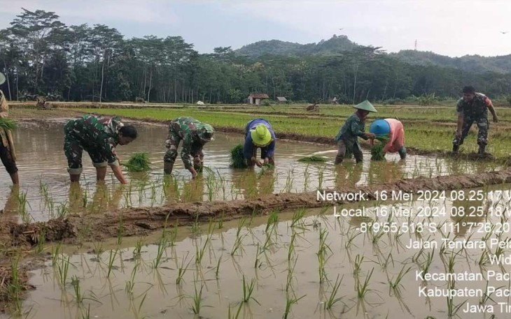 Ketahanan pangan tanam padi wilayah desa binaan 