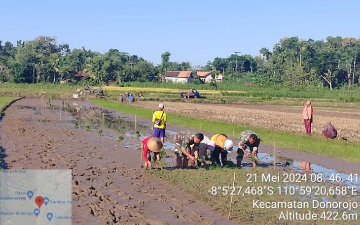 Penanaman bibit padi bersama petani binaan 