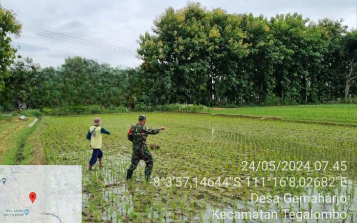 Pemupukan tanaman padi warga binaan 