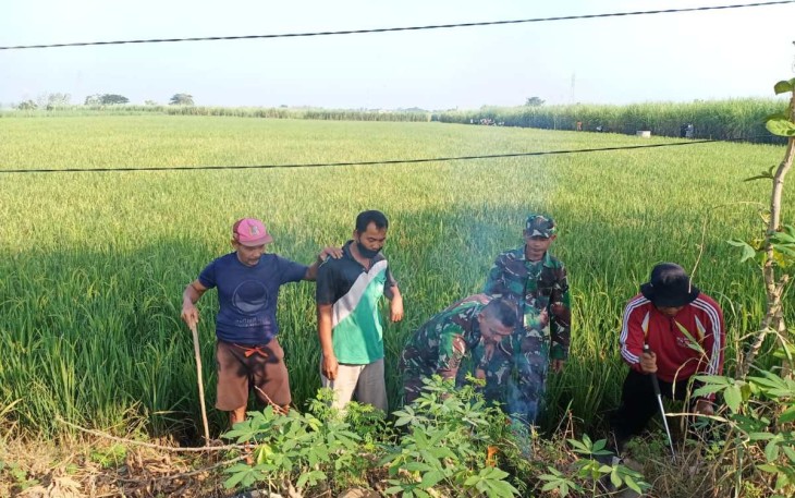 Gropyokan tikus di wilayah desa binaan