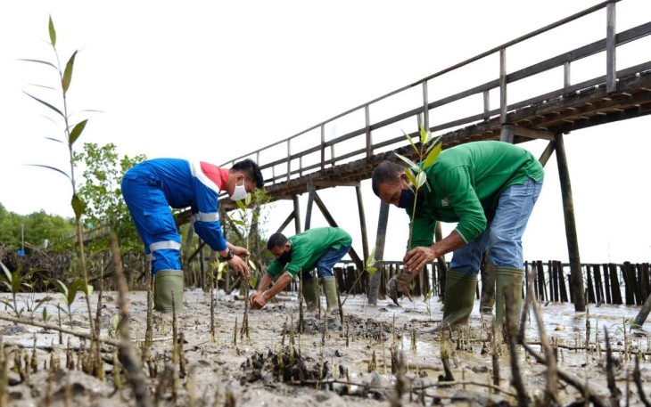 Konservasi mangrove lahan pesisir 