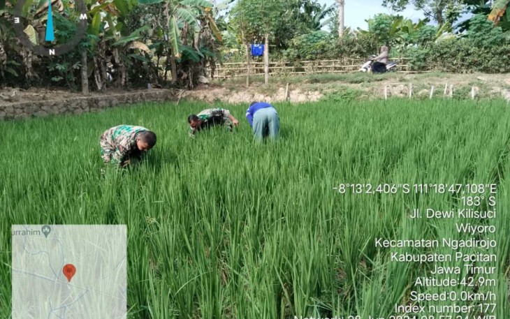 Pembersihan gulma areal persawahan petani wilayah desa binaan 