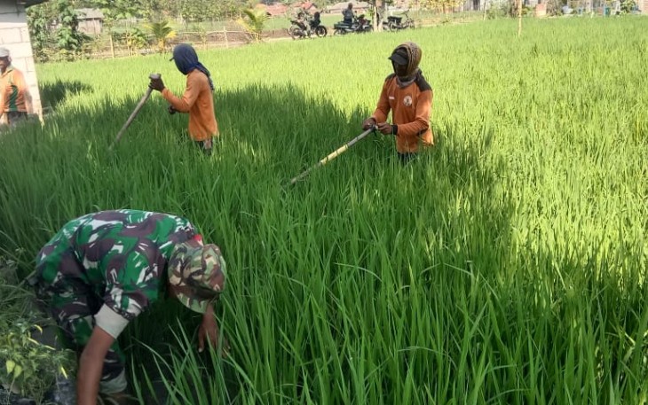 Penyiangan gulma persawahan wilayah desa binaan 