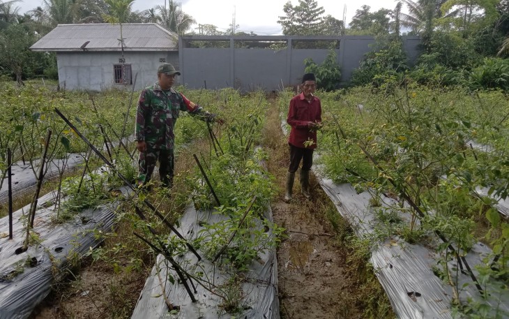 Babinsa Koramil 1710-03/Kuala Kencana Kopda Arif Teguh Memotivasi Petani Cabai