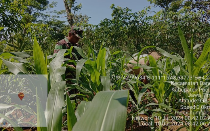 Peran Aktif Babinsa Koramil 0801/06 Bandar Dalam Bantu Merawat Tanaman Jagung 