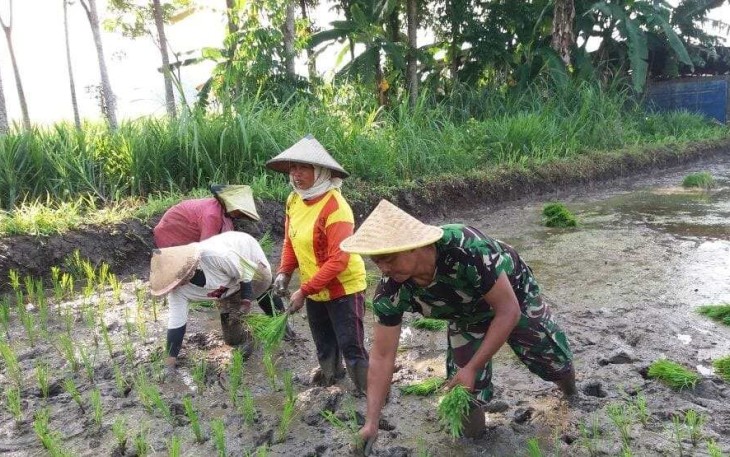 Serka Slamet bantu tanam bibit padi petani binaan