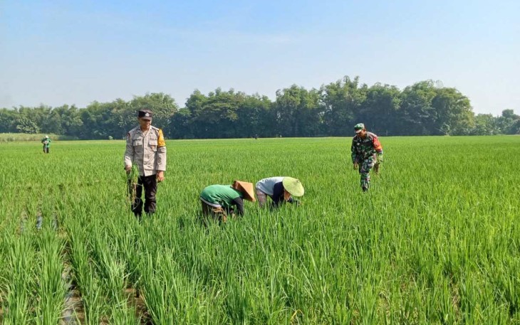 Pendampingan petani wilayah desa binaan 