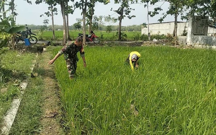 Pembersihan gulma di lahan pertanian petani binaan 