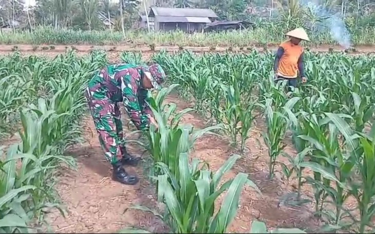 Penanganan hama ulat tanaman jagung petani desa binaan