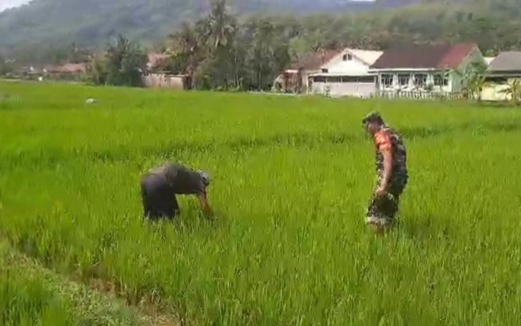 Bantu penyiangan tanaman padi warga desa binaan