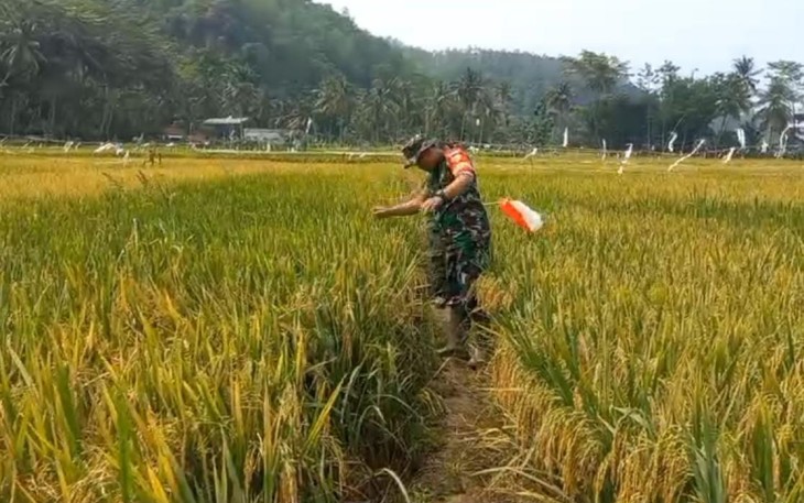 Penyiangan gulma persawahan wilayah desa binaan 