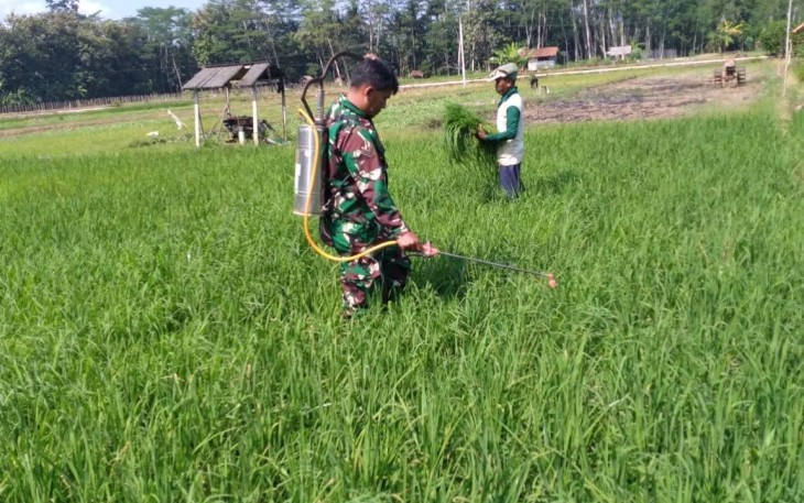 Penyemprotan pestisida padi petani binaan
