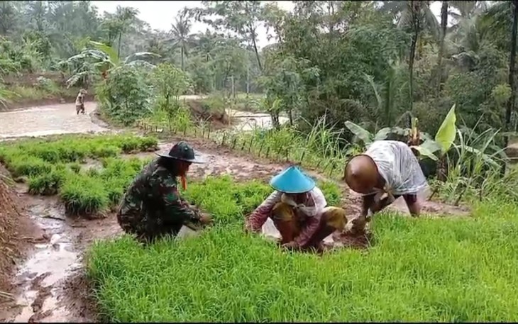 Bantu petani tanam padi di wilayah desa binaan 