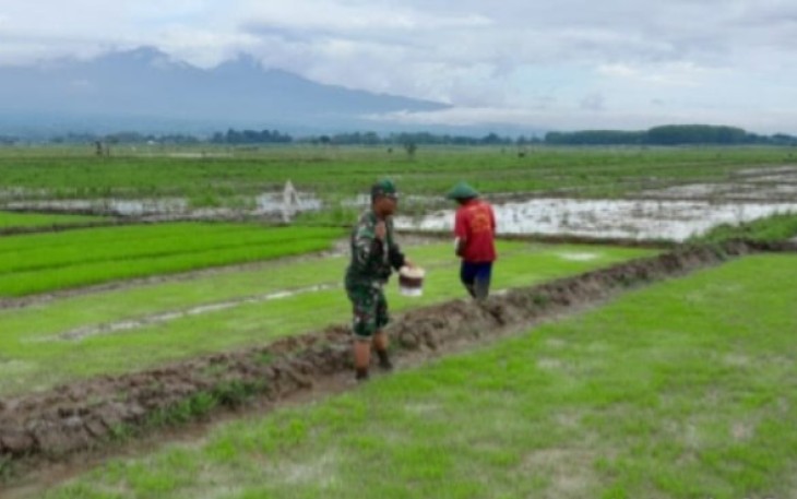 Bantu rawat persawahan petani desa binaan 