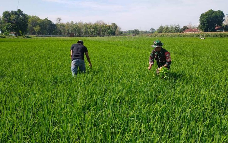 Bantu petani wilayah desa binaan 