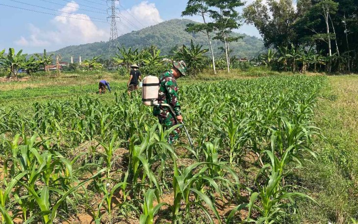 Penyemprotan hama tanaman jagung petani desa binaan