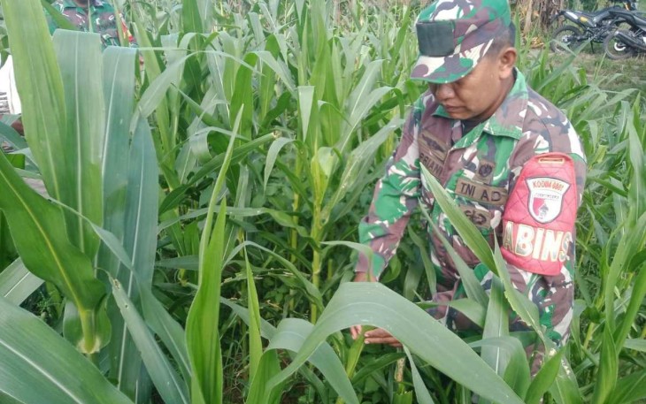 Bantu merawat tanaman jagung petani desa binaan 