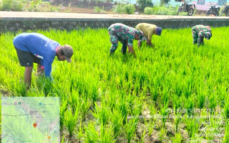 Babinsa Koramil 0801/03 Arjosari Lakukan Penyiangan Padi 