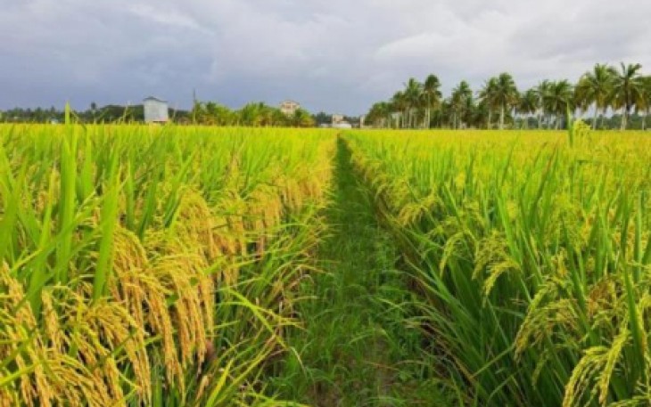  Panen Padi dengan Produktivitas TinggiKabupaten Sambas