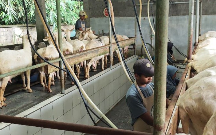 Pemerahan susu kambing di BNF Kabupaten Sleman Yogyakarta