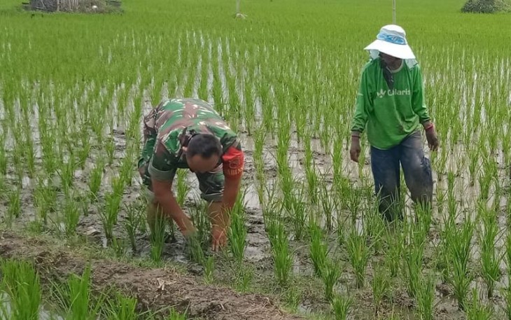 Babinsa saat Bantu Petani Penyiangan Gulma