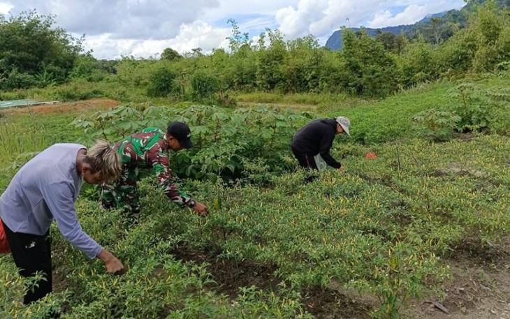 Satgas Pamtas RI-Malaysia Yonarmed 16/TK saat Laksanakan Kegiatan Panen Kacang Panjang dan Cabai Bersama Masyarakat Perbatasan