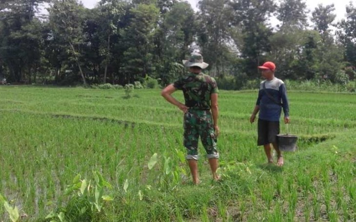 Babinsa Ponorogo saat Bantu Pemupukan Padi