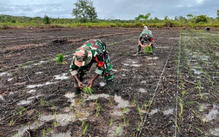 Sukseskan Program Ketahanan Pangan Babinsa Koramil 03/Kuala Kencana Bantu Petani Tanam Padi