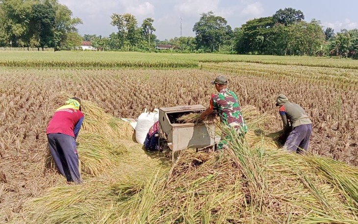Babinsa Kodim Ponorogo Giat Pendampingan Petani Panen Padi