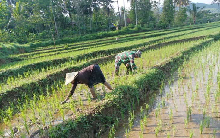 Babinsa Kodim Ponorogo Bantu Petani Penyiangan Tanaman Padi