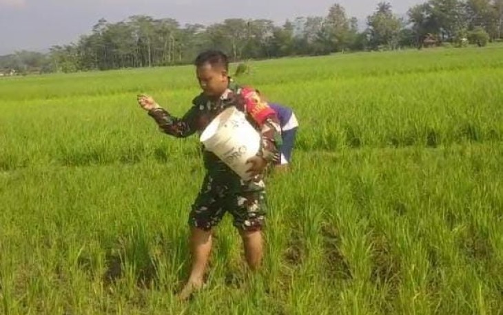 Sertu Hendrik Suprayogi selaku Babinsa Koramil 0801/02 Kebonagung membantu proses pemupukan tanaman padi, Kegiatan ini dilakukan bersama bersama Bapak Mujiadi Poktan Sido Mukti di wilayah binaan Desa Ketro, Kecamatan Kebonagung, Kabupaten Pacitan, Selasa (21/01/2025)