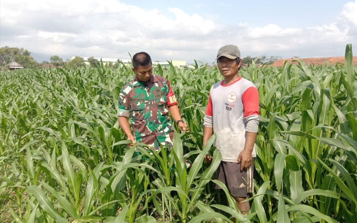 Babinsa Kodim Ponorogo Dampingi Petani Rawat Tanaman Jagung