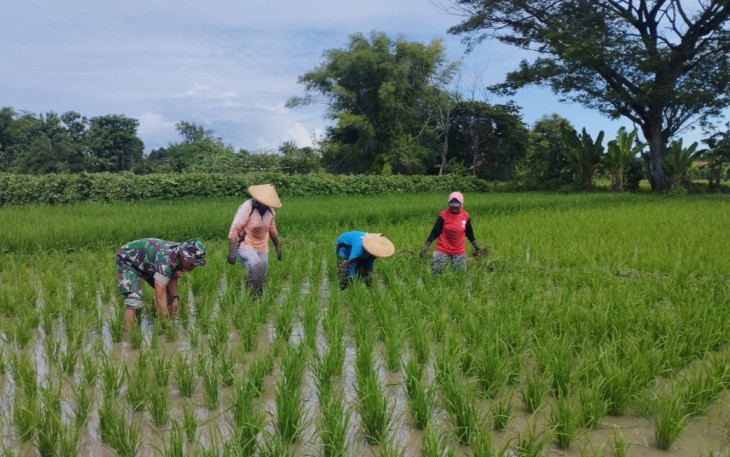 Babinsa Kodim Ponorogo Bantu Poktan Bersihkan Rumput Sekitar Tanaman Padi