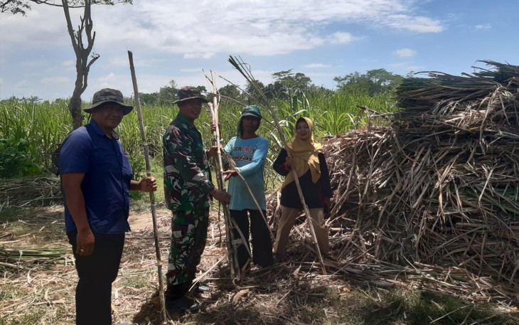 Babinsa Dampingi Petani Sumbergayam Tanam Tebu Bulu Lawang untuk Perkuat Swasembada Gula