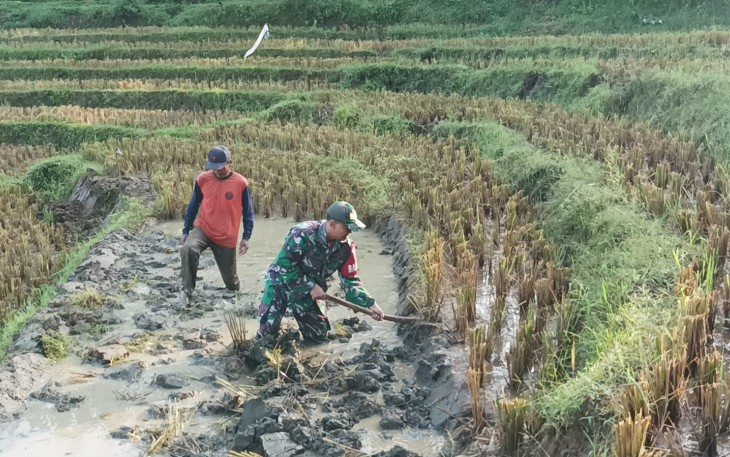 Babinsa Kodim Ponorogo Turut Mencangkul di Sawah