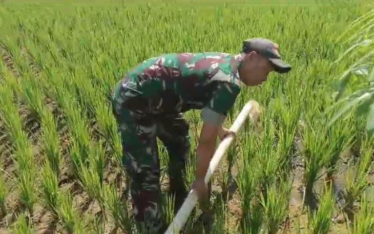 Babinsa Koramil 0801/03 Arjosari Dukung Pompanisasi