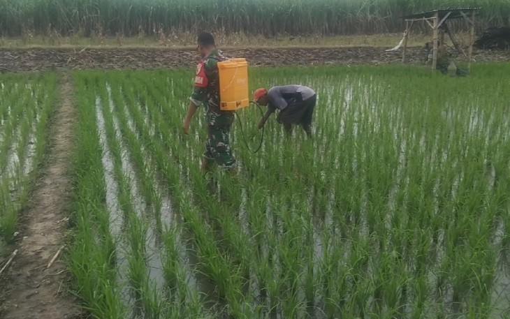 Babinsa Kodim Ponorogo Bantu Petani Semprot Hama Tanaman Padi