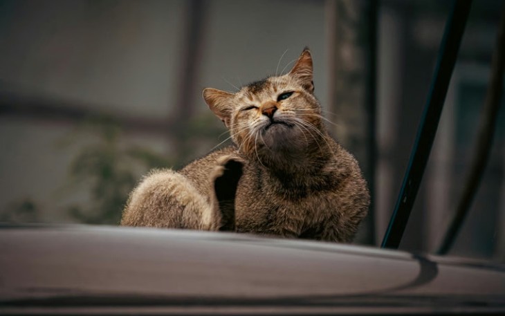 Mencegah Kutu Kucing Pada Peliharan